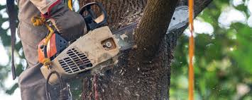 How Our Tree Care Process Works  in  Nanuet, NY