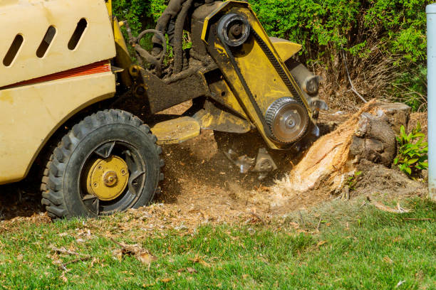 Best Commercial Tree Services  in Nanuet, NY