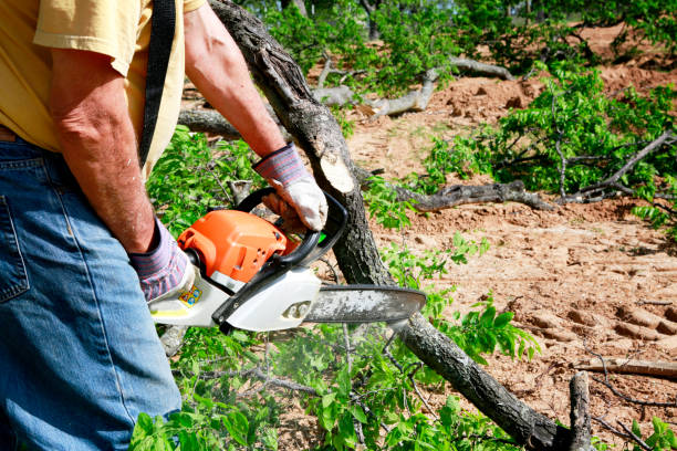 Professional Tree Care Services in Nanuet, NY